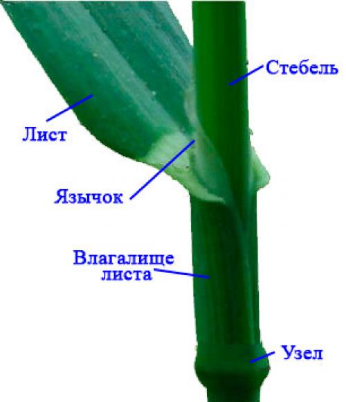 Стебель пшеницы рисунок